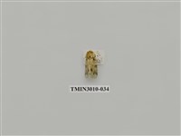 藏品(夜蛾619)的圖片